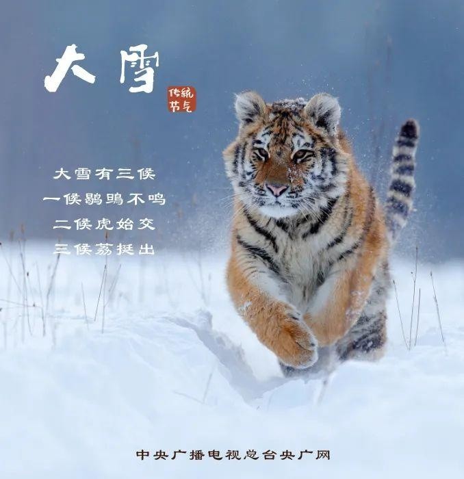 大雪有三候 一候鹖鴠不鸣 积雪封霜,寒风侵肌 "夜鸣不已"的曷旦鸟 不