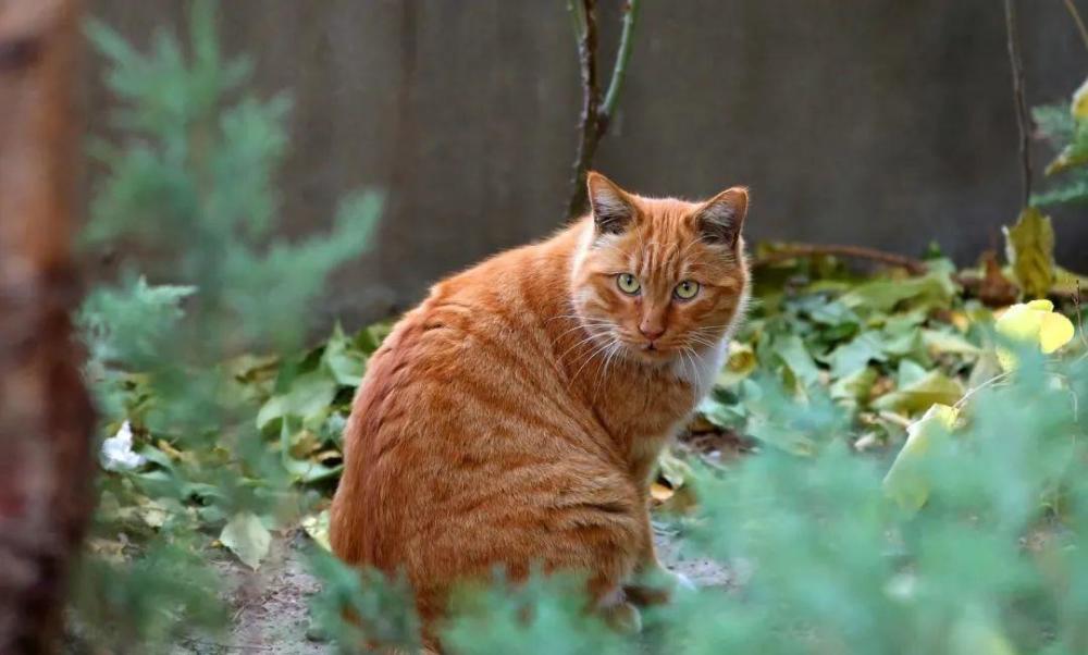 光影矿大 猫先生和他的朋友们 腾讯新闻