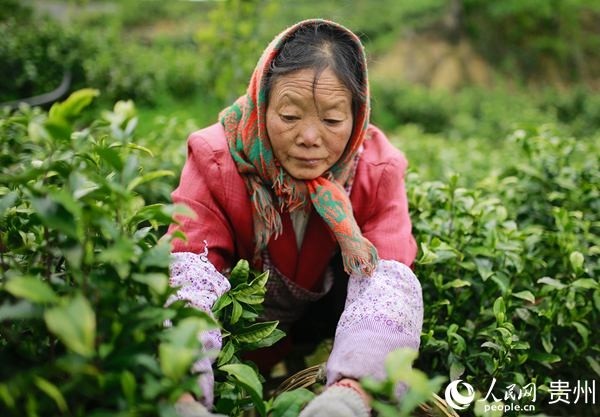 连日来,毕节市七星关区杨家湾镇三合村积极引导茶农开展施肥,打顶修边