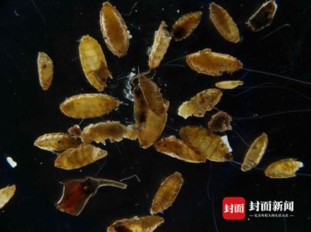 一件进境邮包进行现场查验时,在包裹内的鱼罐头表面发现不明生物幼虫