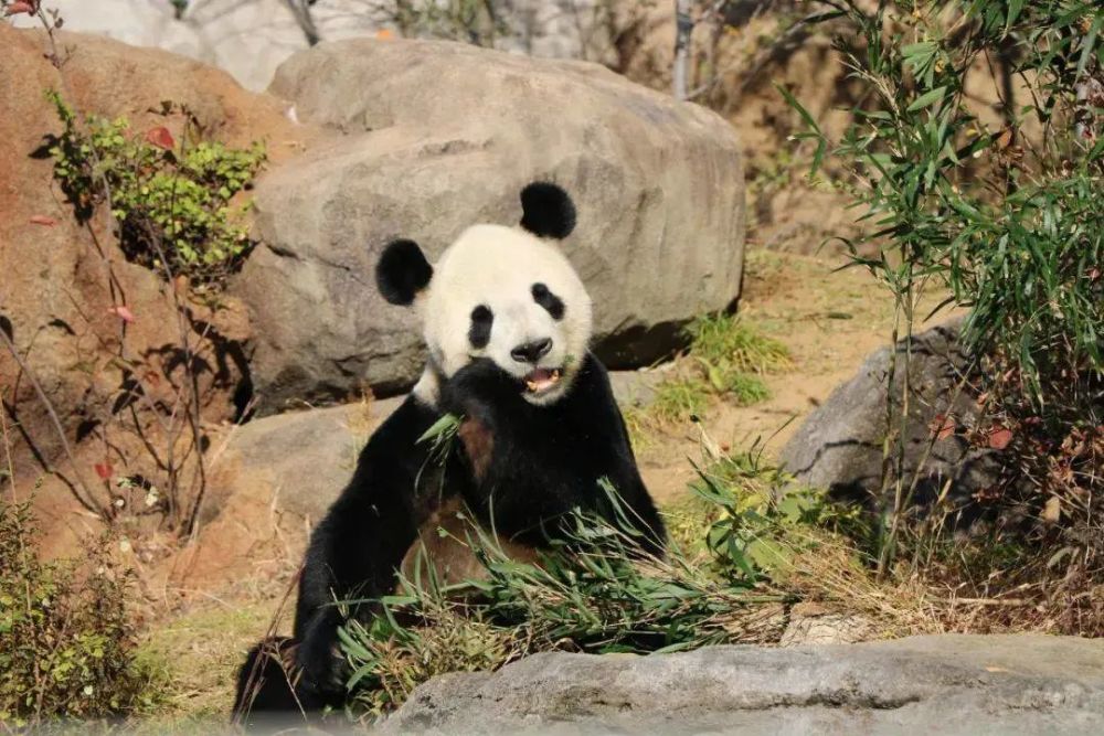 1周年記念イベントが 上野動物園パンダシャンシャン写真集 日本未発売