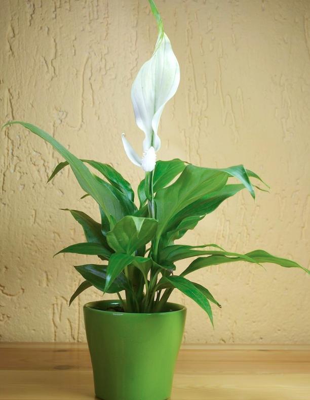 白掌被称为清白之花叶子花朵却像一只只小帆船