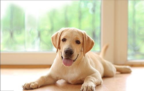 狗狗拉乳白色浆糊还臭 狗狗 犬瘟热 驱虫