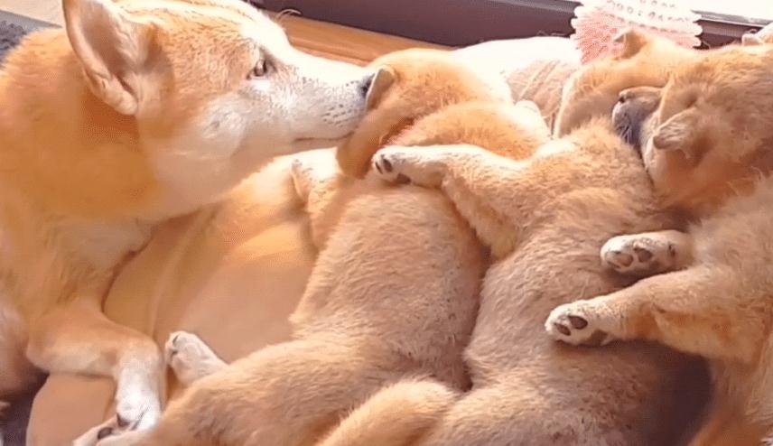 柴犬"夫妻"生了3只奶狗,把它们当宝一样,狗爸很暖心啊_腾讯新闻