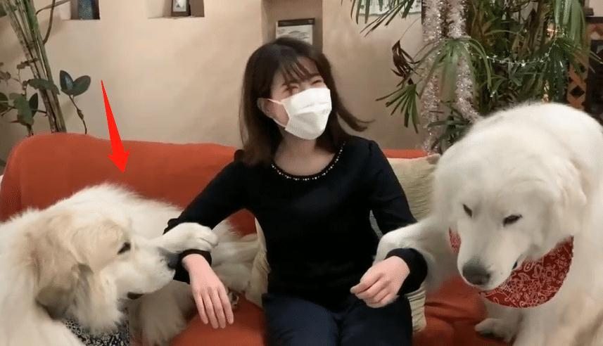 150多斤的大白熊犬 撒娇要女生抱抱 忘记自己长大了吧 腾讯新闻