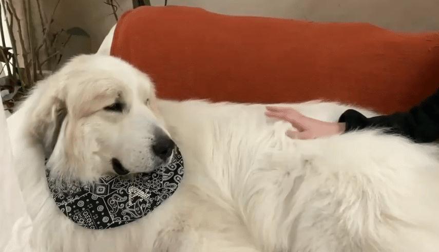 150多斤的大白熊犬 撒娇要女生抱抱 忘记自己长大了吧 腾讯新闻