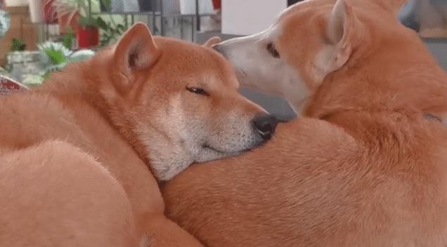 单身男子养了一对柴犬 一年后就悲剧了 这样秀恩爱过分了 柴犬 狗狗 铲屎官 哈哥