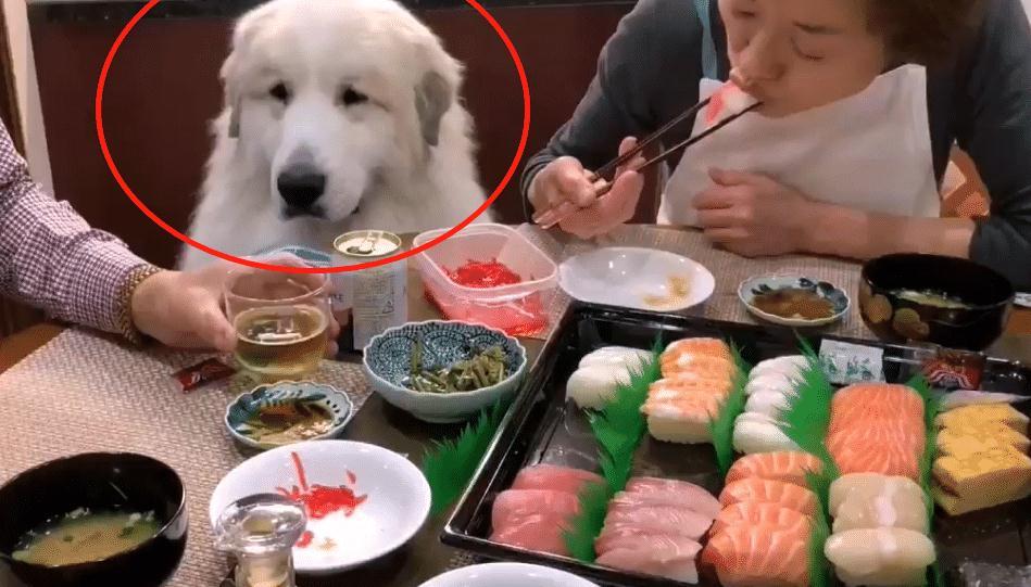 大白狗160斤了 还很喜欢吃零食 想吃大餐却被赶去吃狗粮 腾讯新闻