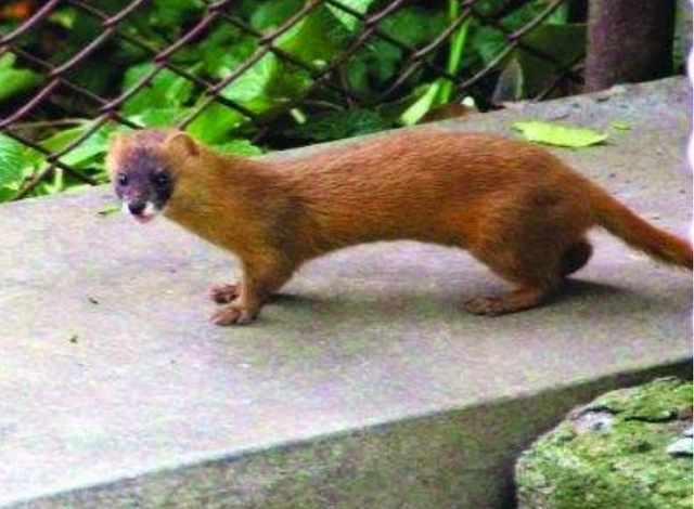 黄鼠狼的家太高,为了让幼崽上去,黄鼠狼妈妈也是使出了浑身解数