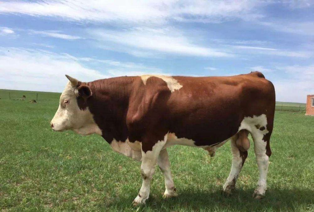 5(11月12日)【新疆】新疆昌吉:西门塔尔400斤小公牛11500元  (11月26