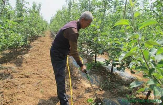 苹果什么时候施肥效果更好 肥料 施肥 苹果 植物 果树 苹果树 果实