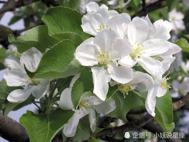 12月8日星座运势 艳阳俯身 心想事成的四大星座 腾讯网