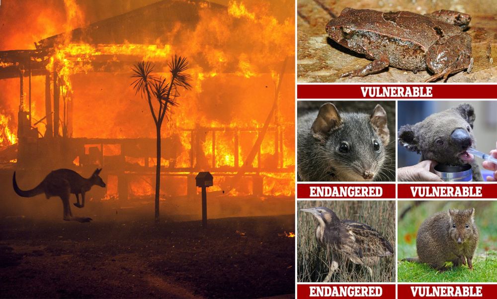 澳大利亚救火不利森林大火已导致超过60000只考拉死伤