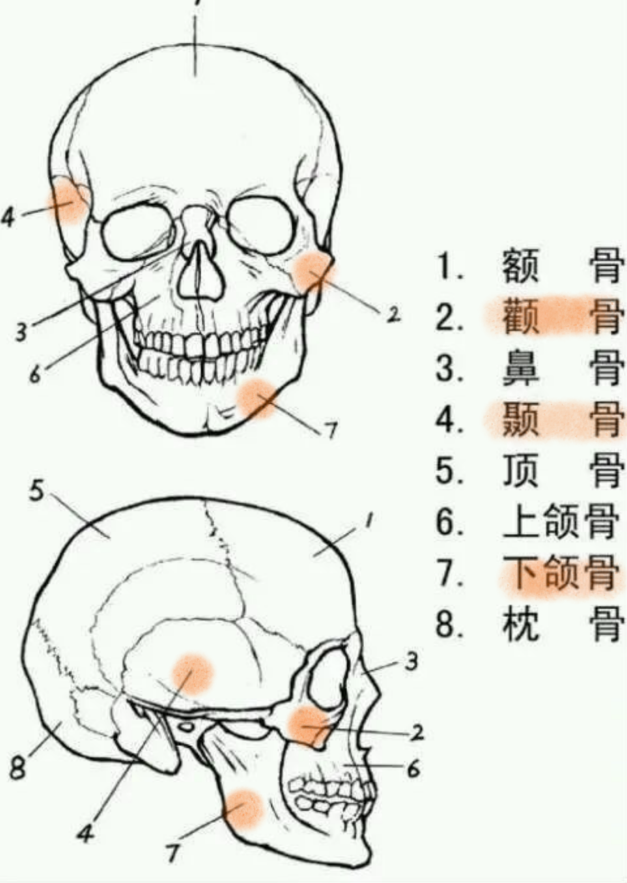 修圖的面部結構拿骷髏頭講面部修圖結構是瞎扯