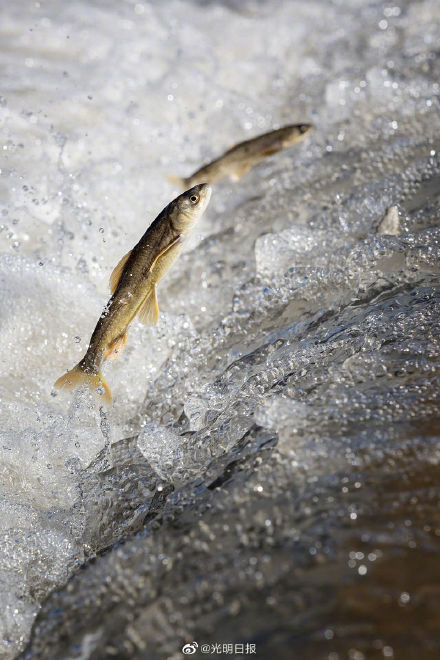 青海湖湟鱼资源蕴藏量超10万吨