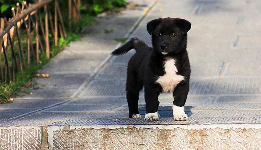 为什么大家不养白爪黑狗 明明长得很帅气 竟有人说它不吉利 腾讯新闻