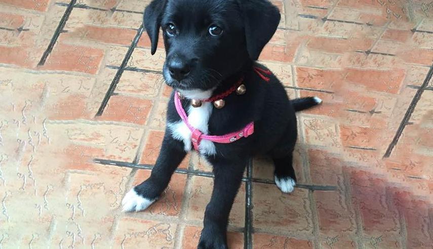 为什么大家不养白爪黑狗 明明长得很帅气 竟有人说它不吉利 腾讯新闻