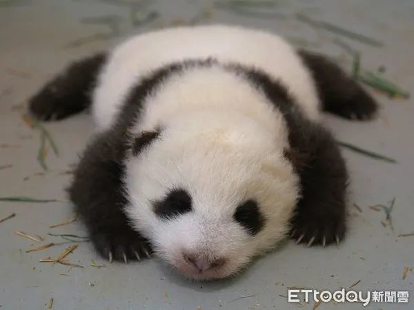 大熊猫"圆宝"成长趣事全纪录_腾讯新闻