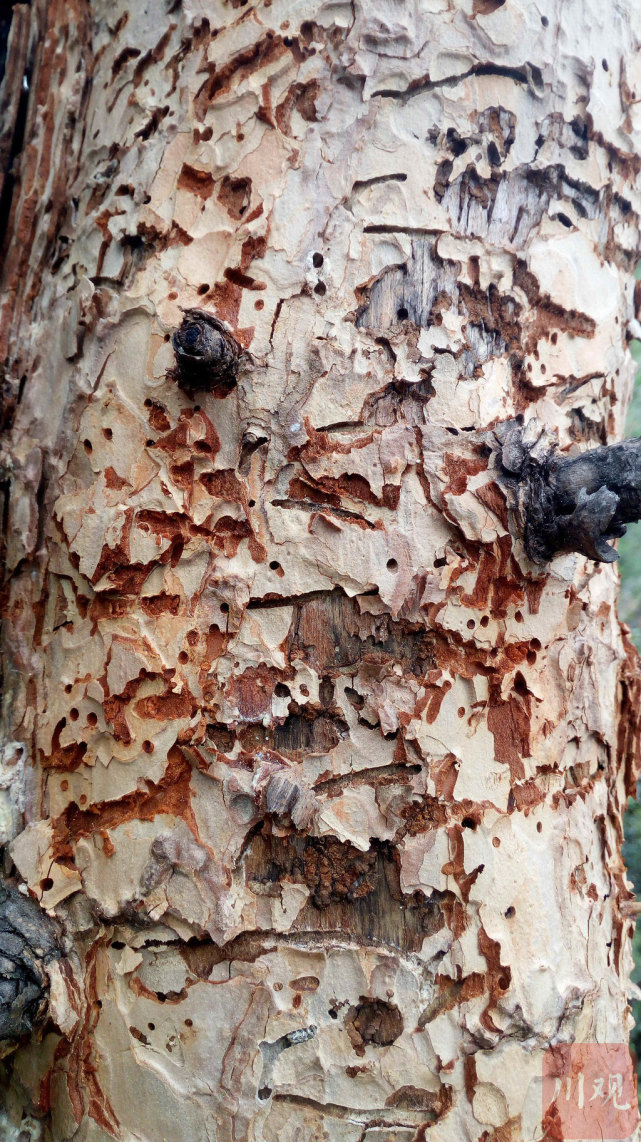 阿坝州预计明年云杉病害将发生31.94万亩