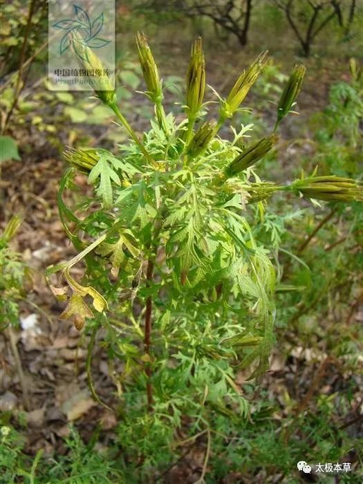 刺針草見過嗎用於感冒發熱咽喉腫痛腸炎闌尾炎