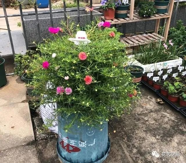 宿根太阳花怎么过冬 这3点别忽视 连续三五年有花赏 娇美艳丽 太阳花 宿根