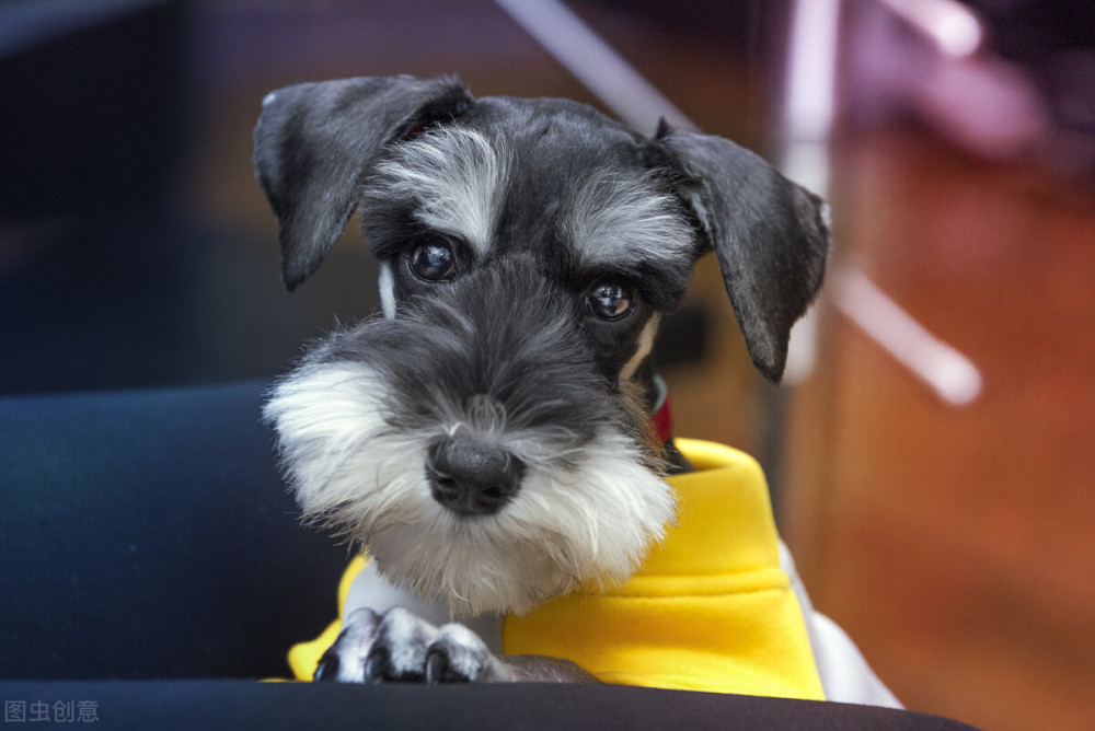 迷你的小老头雪纳瑞,知道这些缺点后反而更爱它了