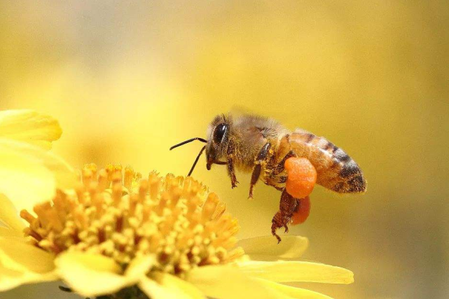 蜜蜂为何要把花蜜酿成蜂蜜 直接吃花蜜岂不更好 蜜蜂智慧不简单 蜜蜂 花蜜 蜂蜜 智慧