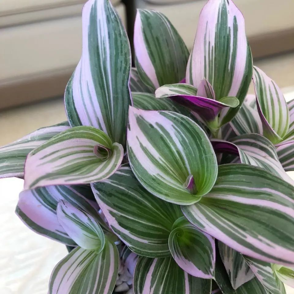 诗情画意的网红鸭跖草,油画吊兰这么养护,叶片清丽脱俗如画卷_腾讯