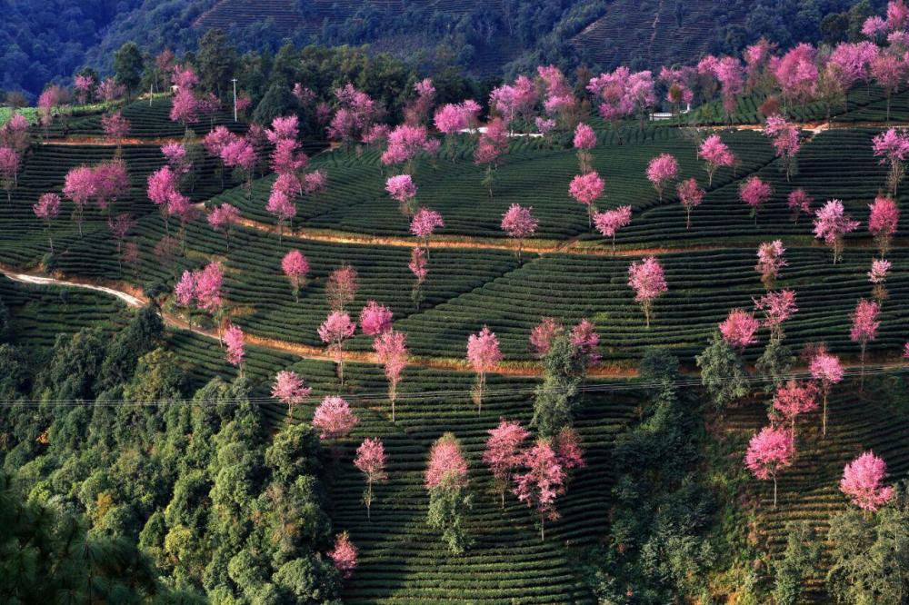 無量山櫻花谷,位於雲南大理州南澗縣無量鎮境內,與靈寶山國家森林公園