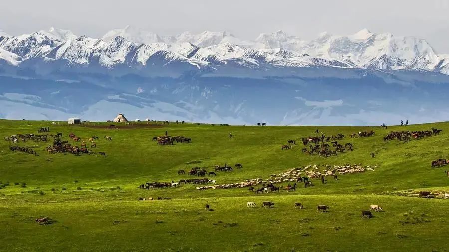 天空碧蓝,绿草如织,牛羊成群……这是大多数人对传统牧场的印象.