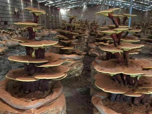 人工种植灵芝需要哪些条件?