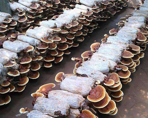 人工种植灵芝需要哪些条件?