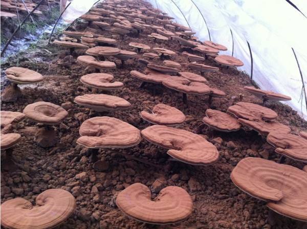 人工种植灵芝需要哪些条件?