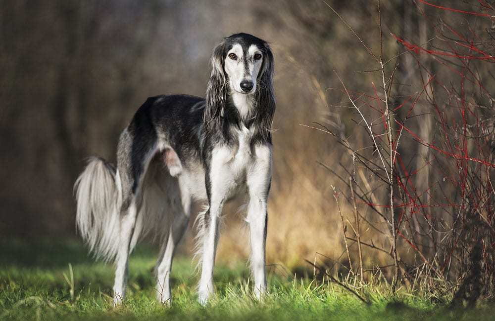 世界上名貴犬種清單(一)_騰訊新聞