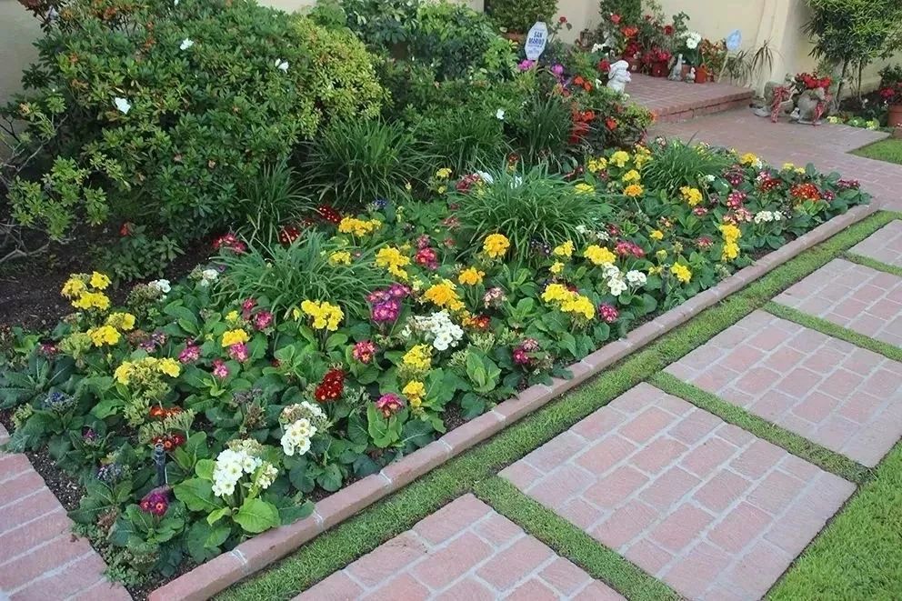 冬春时节一直在开花的欧洲报春花 但太怕热了 度夏问题难解决 腾讯新闻