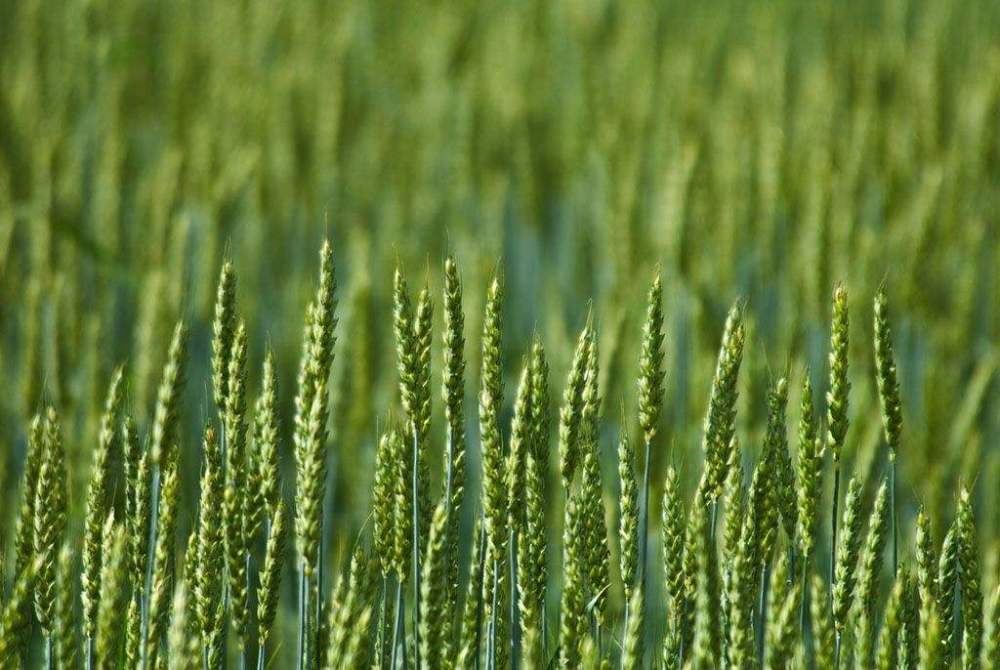 2020已经接近尾声,小麦开春增产解决方案!