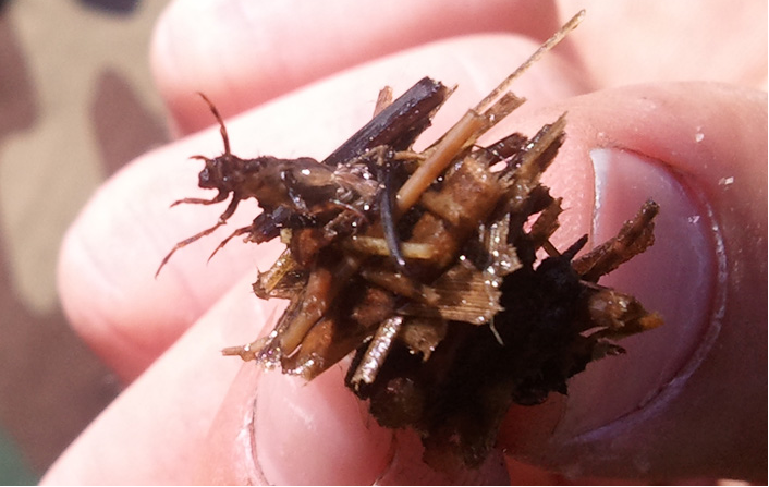 藏匿于巢穴中的石蛾幼虫(图片来源:keralapool.com)