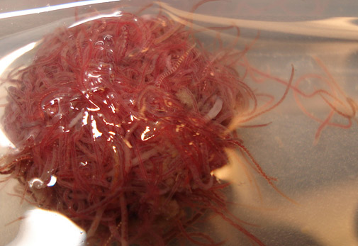 水里什么虫子越多说明水质越好