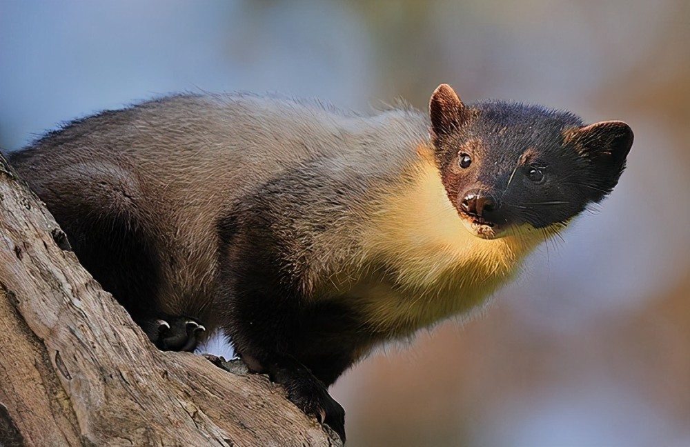 玛可河林区再次拍摄到黄喉貂