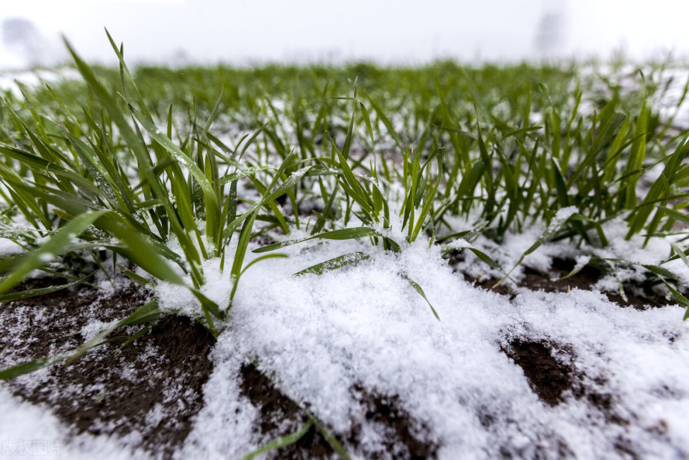 俗语"雪盖山头一半,麦子多打一石,啥意思?大雪节气下雪好吗