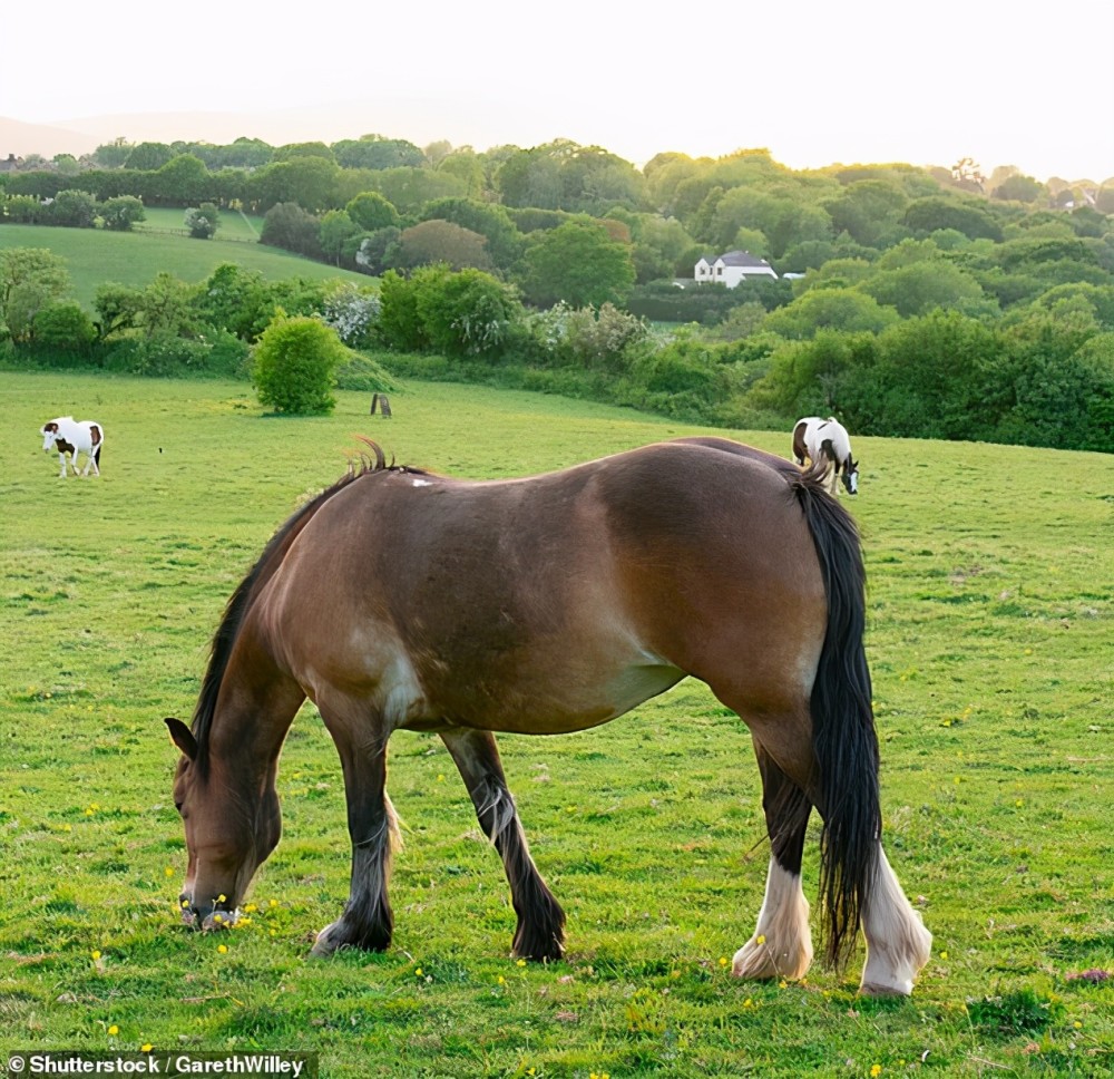 凶手可能是马美国13岁女孩独自去农场被发现时头被扭断在四轮车下