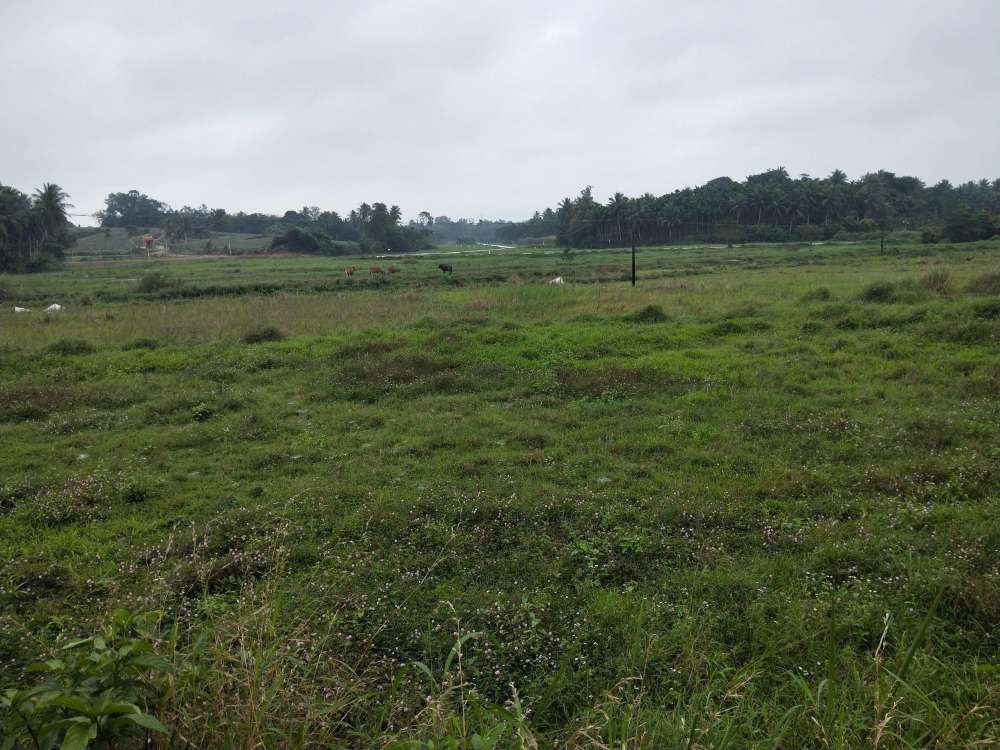 土地闲置近些年农村出现了一种怪象"70不愿种,80不会种,90不谈种"