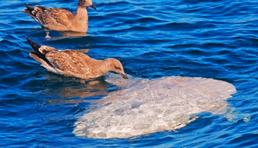 世界上最傻的动物:翻车鱼,完全没有自保能力,被海豹吃掉也无动于衷