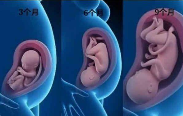 胎儿4个月在腹中图片图片