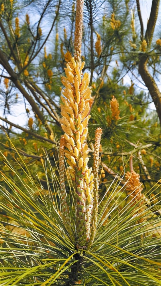 马尾松雄花 杨春霞摄千年窑火的燃料独领风骚的千年瓷都景德镇走向