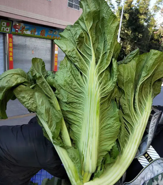 农家现摘的从化吕田大芥菜,又脆又甘甜!_腾讯新闻