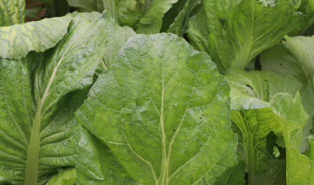 农家现摘的从化吕田大芥菜,又脆又甘甜!_腾讯新闻