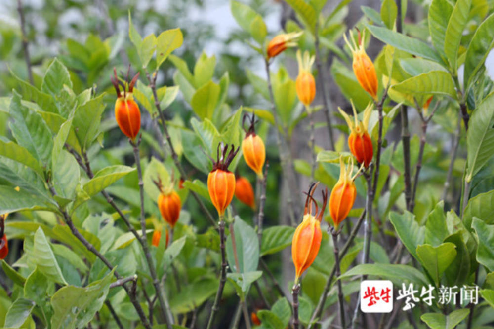 栀子花结果你见过吗?
