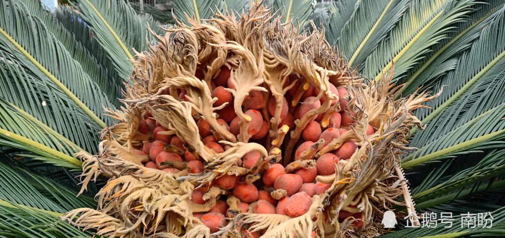 路旁发现一株铁树结果果实暗红好神奇啊