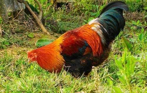 阉鸡如何催肥?线鸡催肥不长冠长锯齿